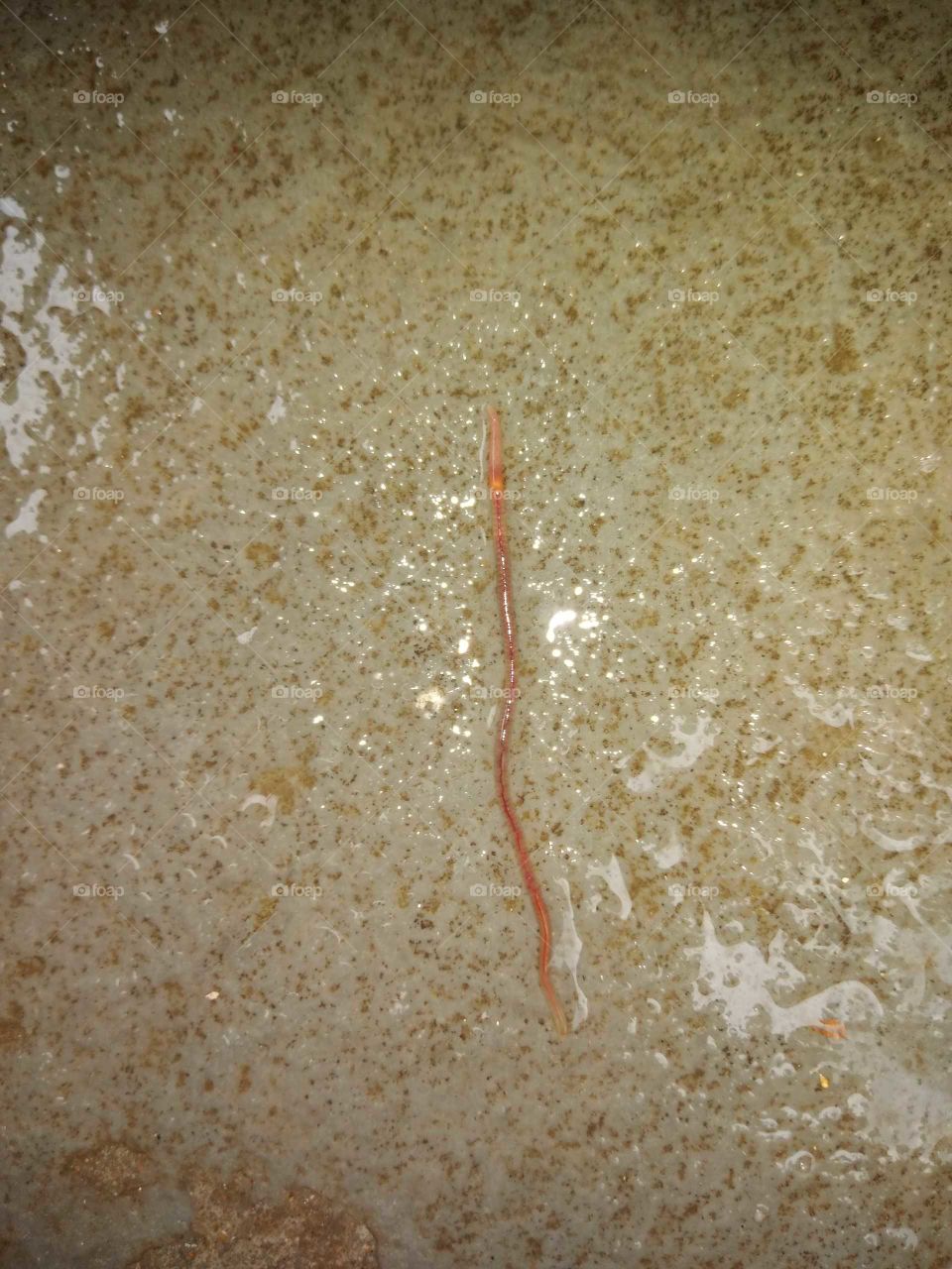 earthworm on the stone