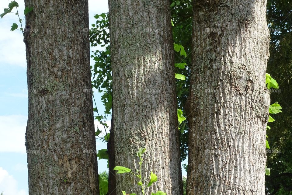 Trio of hardwood trees