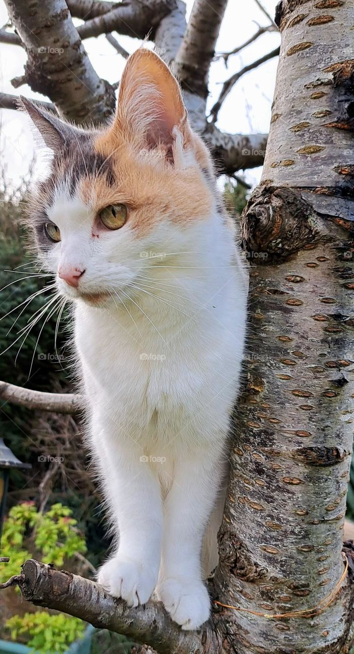 pet cat in garden climbing a tree