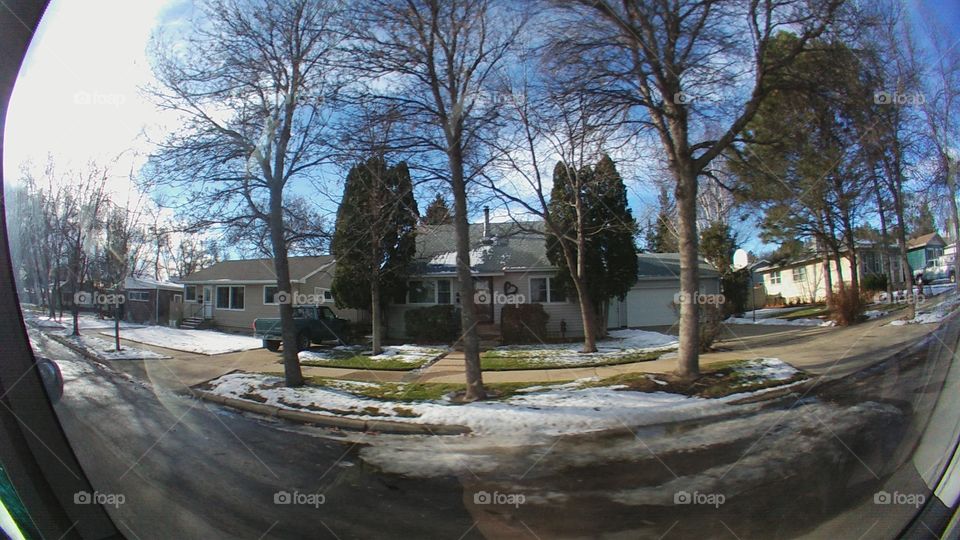 Tree, No Person, Flood, Wood, Nature