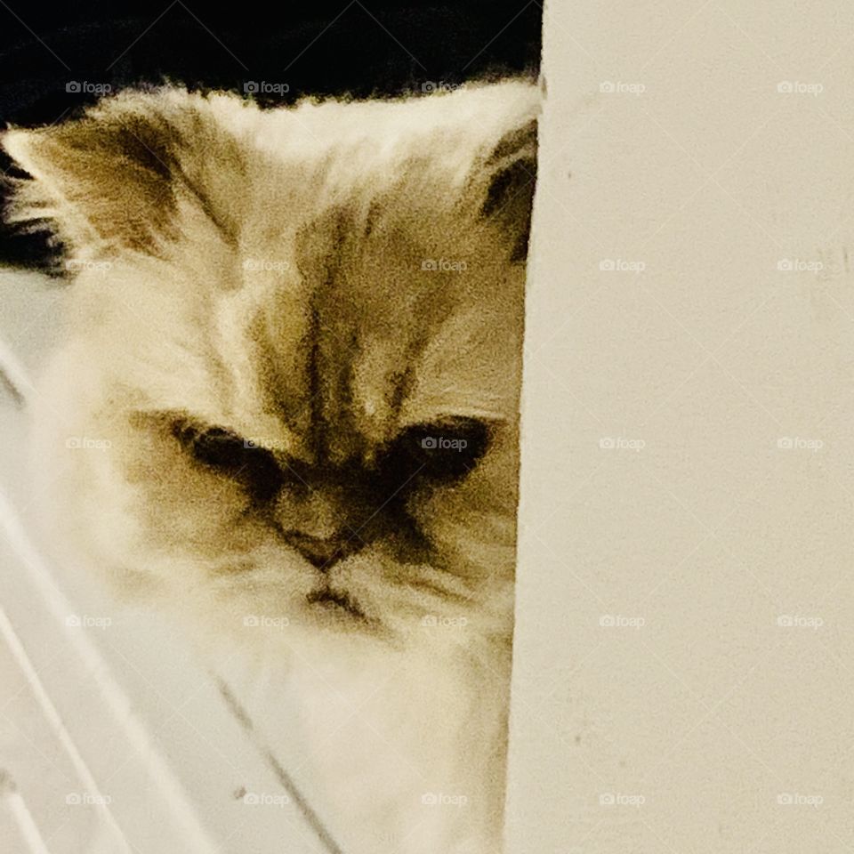 Here’s Clementine my Ragdoll Himalayan cat 💖