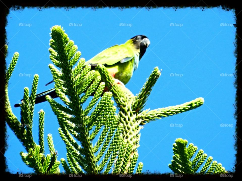 Parrot in a pine tree