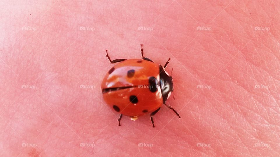 Black spots in a red background