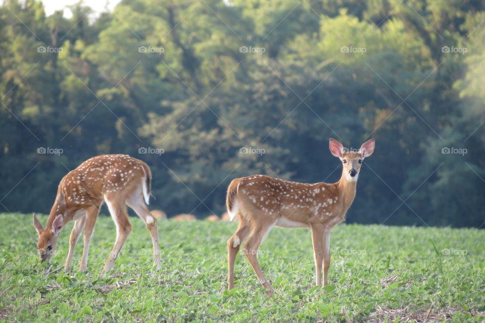 Baby fawns 