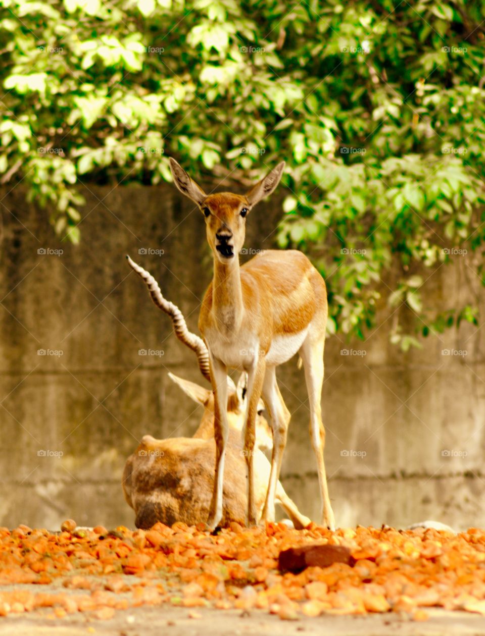 
This must be a deer , goddess Sita would have admired in Vanvas.
Well right now she's busy posing herself for a click like a model  while others are busy having meals.
Looks nothing less than a beautiful model and a showstopper on a ramp .
They are one of the best swimmer and runs very fast . Very agile in nature and have great reflexes .
You can check her attributes on lot of vedios available.
God save her from the hunter .
Kudos to this beautiful creature on  earth , which looks so innocent.
