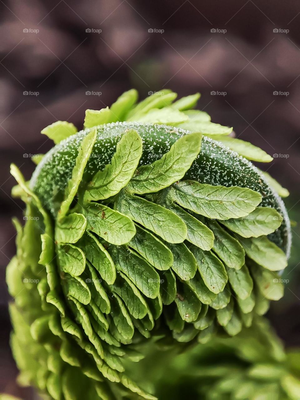 Macro photo of a plant growing in the garden