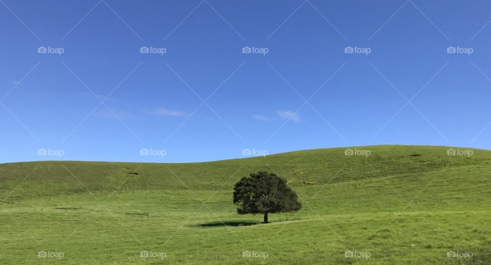 Lonely tree in a pasture on rolling hills.🌳