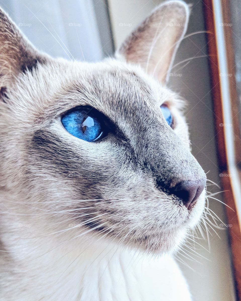 Siamese cat is looking through the window