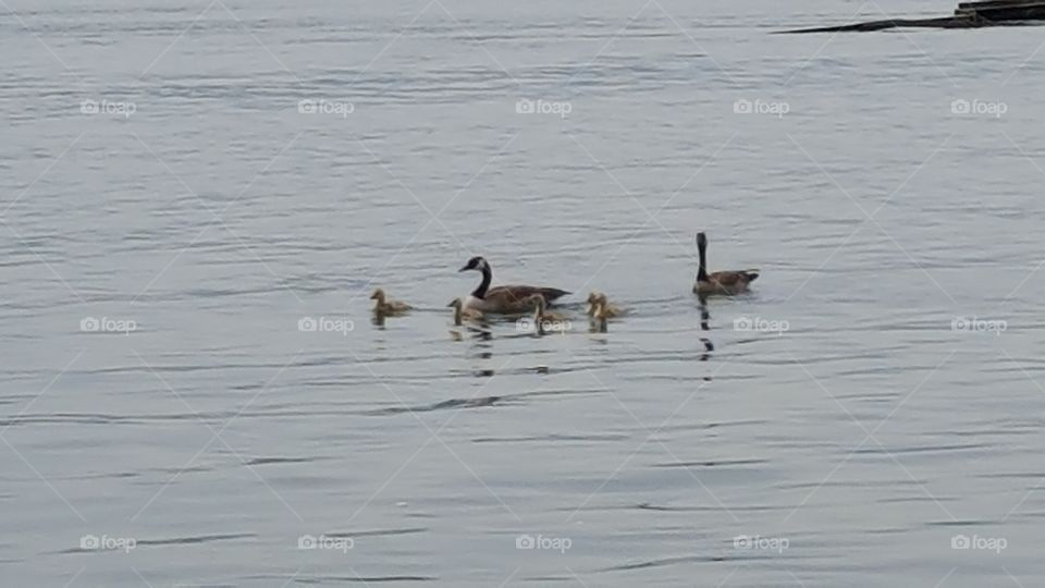 Bird, Water, Waterfowl, Lake, Duck