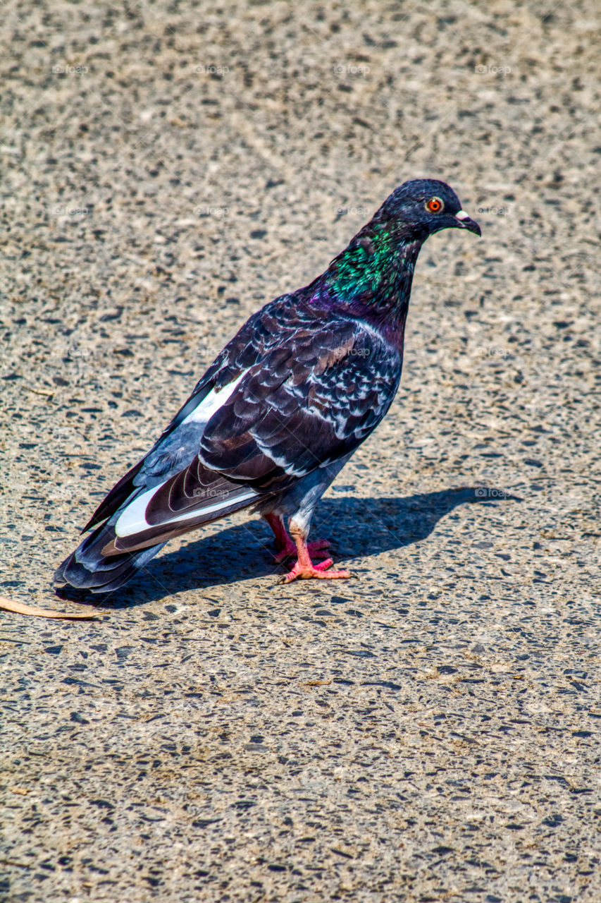 Pigeon birds and shadow