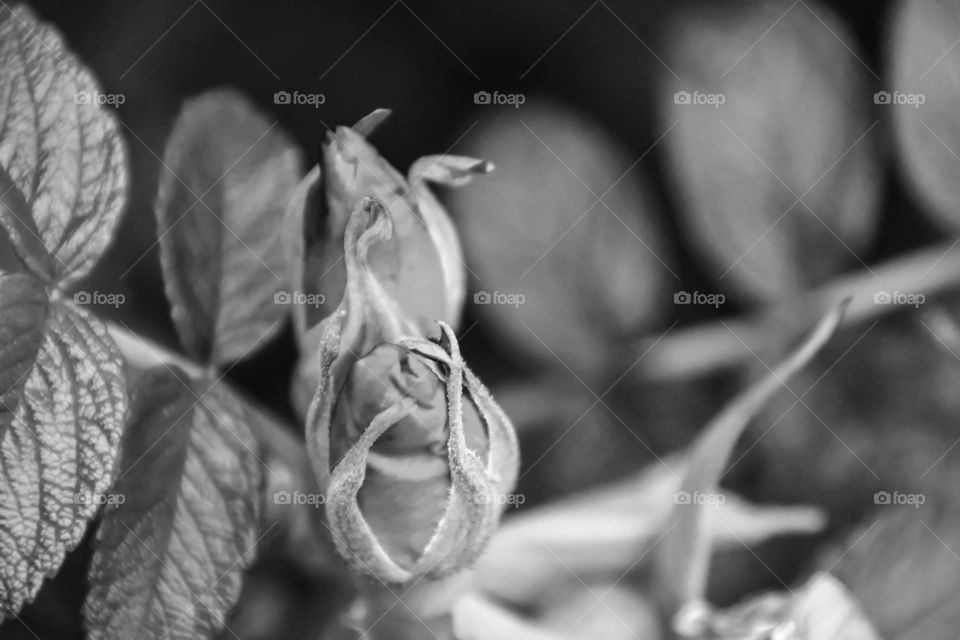 Blooms in Waiting (Grayscale)
