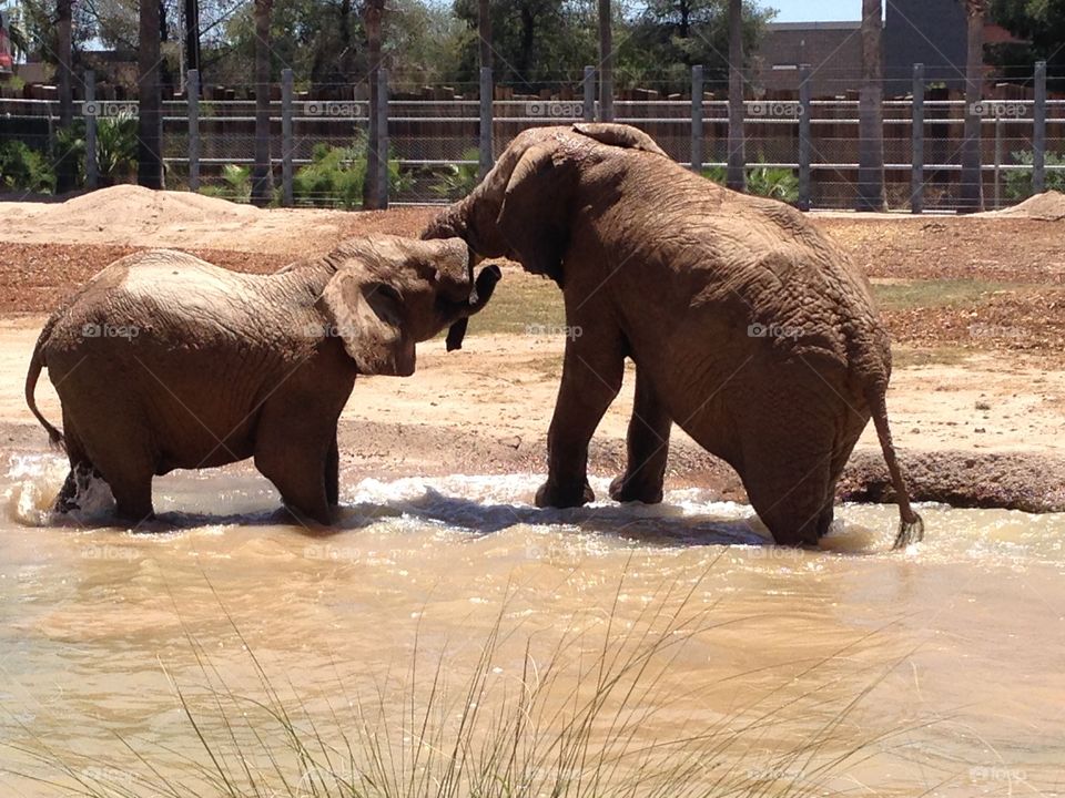 Elephant fun. Zoo Tucson 