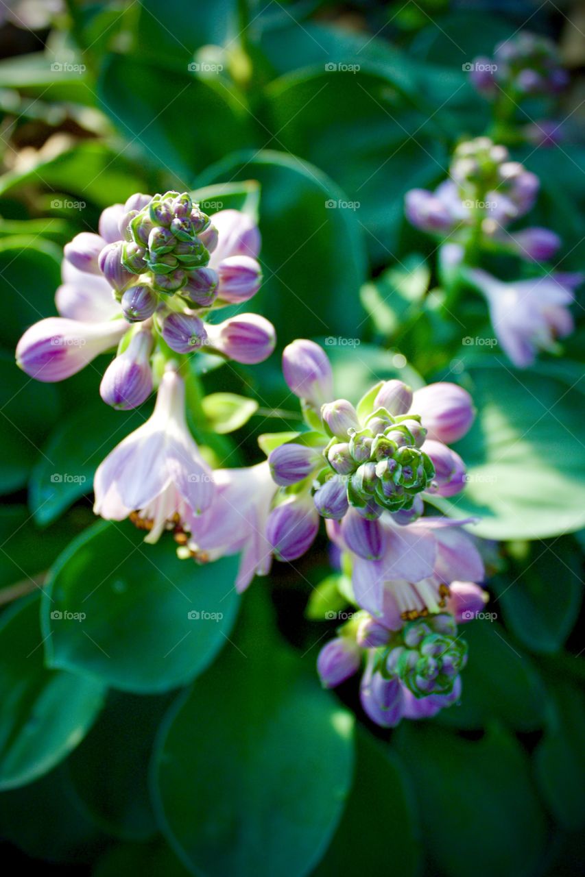 Lavender hosta plant with buds and blossoms