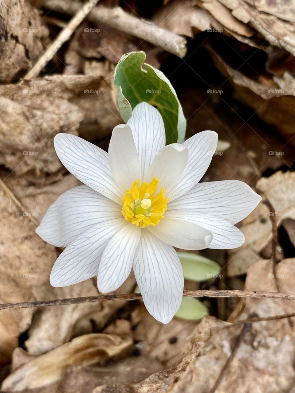 A beautiful spring wildflower growing through a blanket of fallen leaves