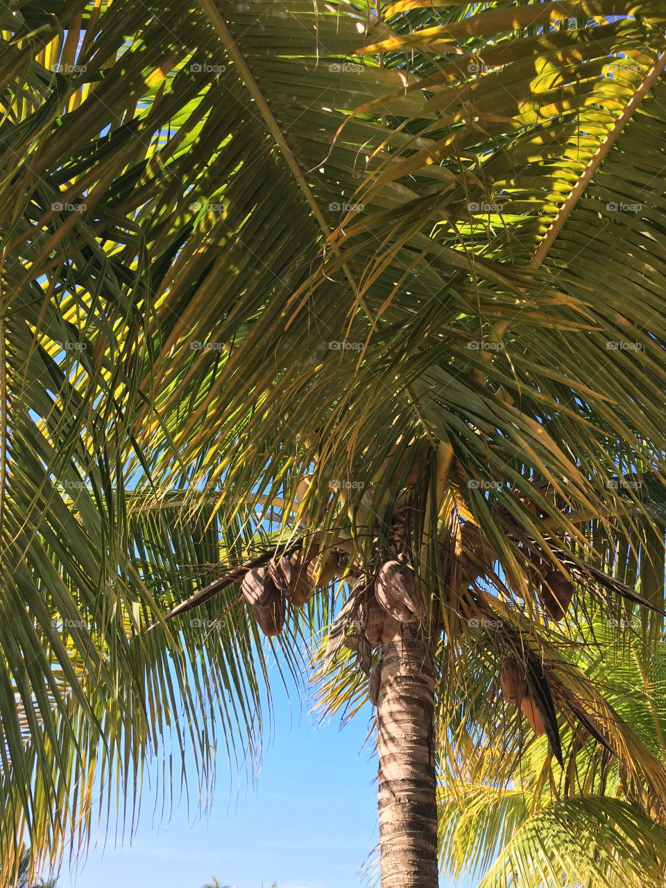 Coconuts on the tree
