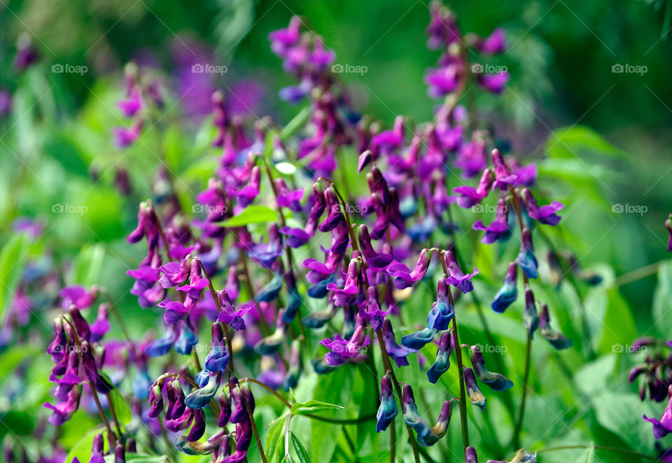 Closeup of purple flowers growing on field in Berlin, Germany.