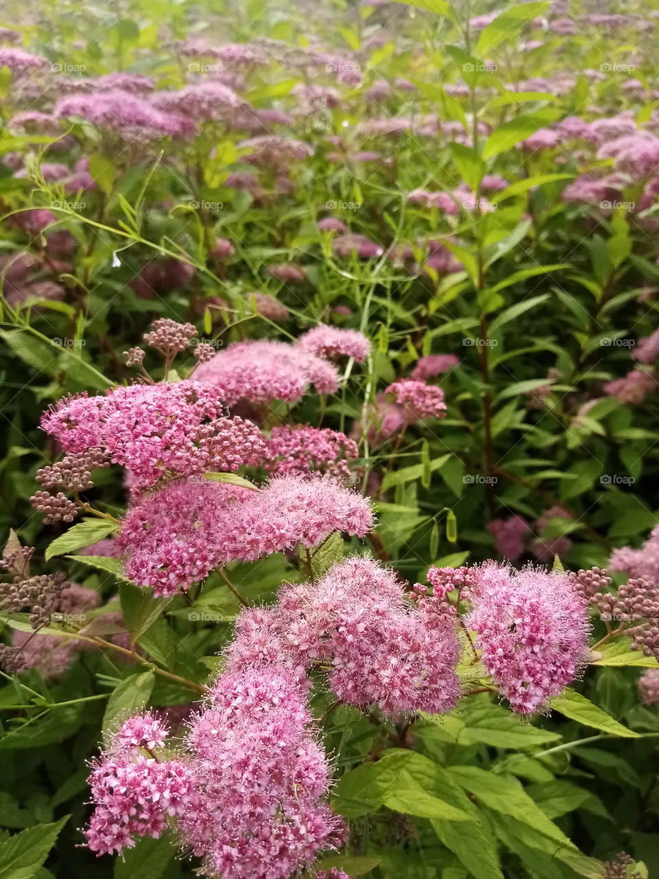 Blumen