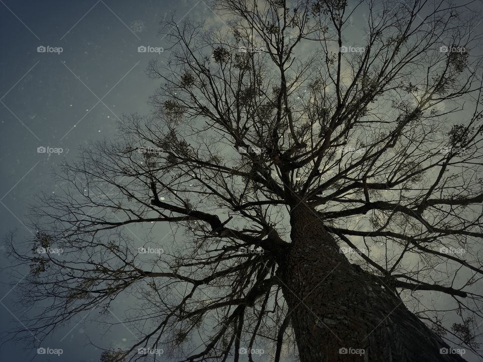 Tree crown. Low angle. Vintage style