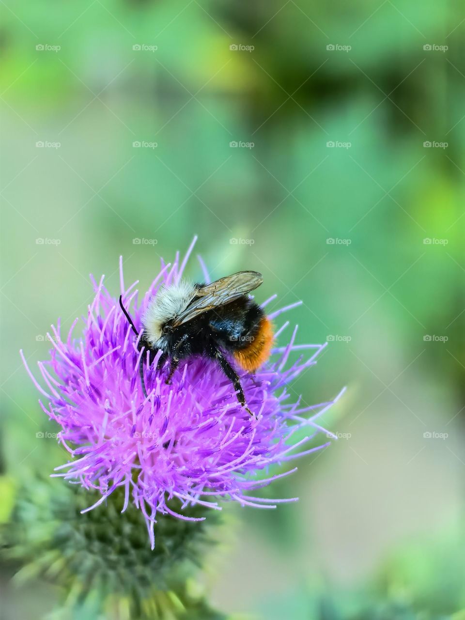 A bee on a flower