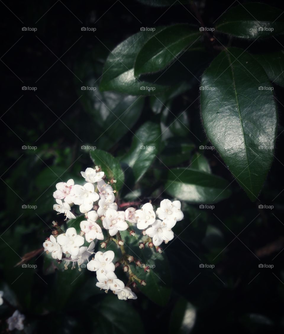 spring flower day outdoor