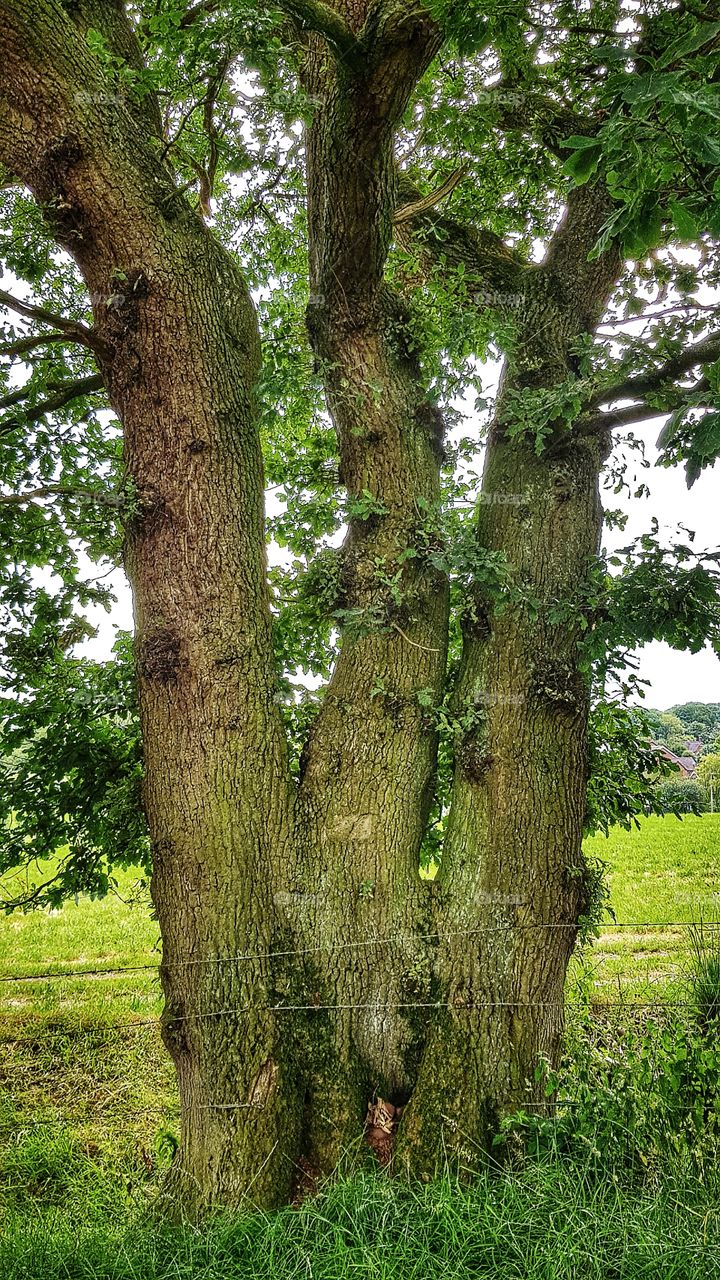 English ‘tri’-oak. Three trunks, most unusual.