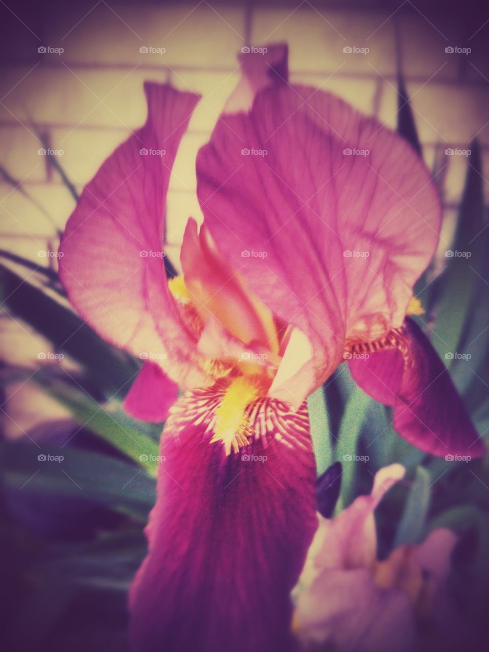 summer Iris in bloom