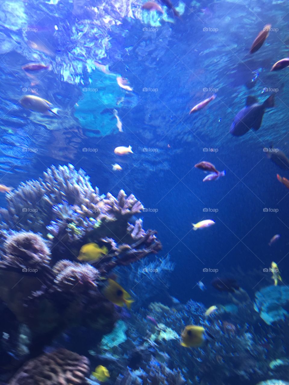 Underwater, Fish, Coral, Reef, Ocean