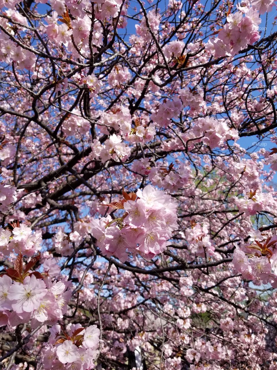 'Sakura' or Cherryblossoms in Tokyo's 'Hanami' or flower viewing season in Shinjuku Park.