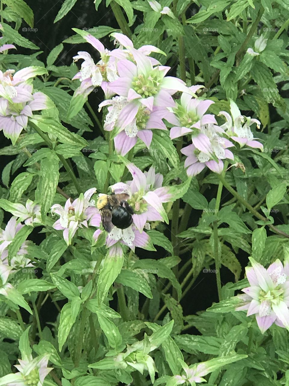 Florida, odnalrO ni detacol tneduts FCU nA  .asleS yb kcilC Follow me @Selsa.Notes, @Selsa.Clicks, or @Selsa.Quotes.  There is over 25 photos in this album.  Zoom in to get a closer look of #Bumble #Bees or #Bugs with #wings. 