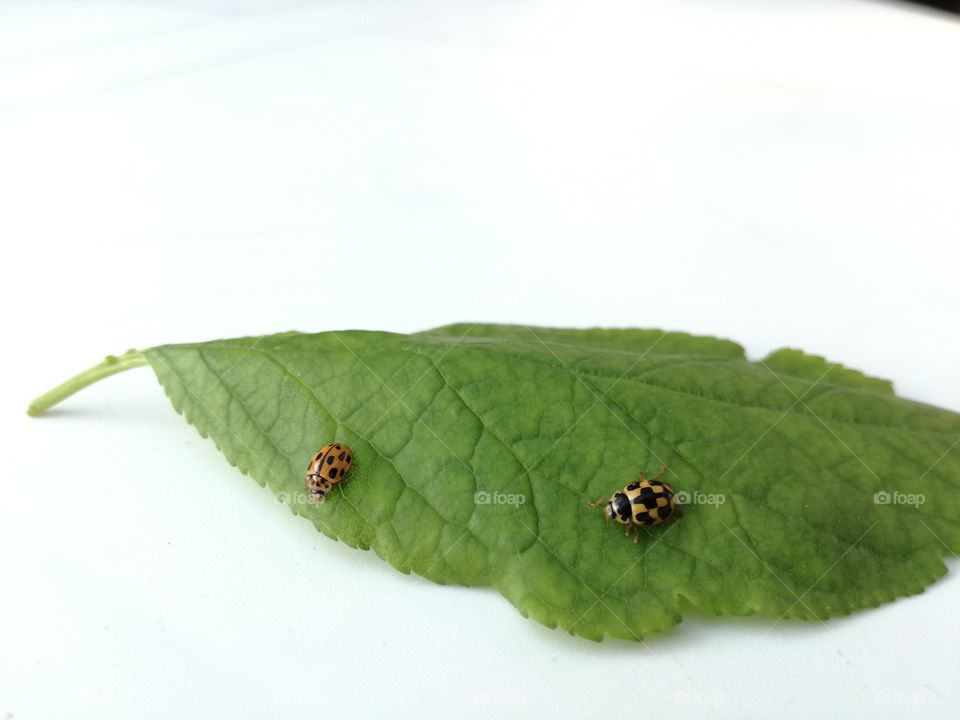 Ladybugs close-up