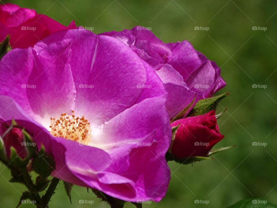 The beauty of flowers