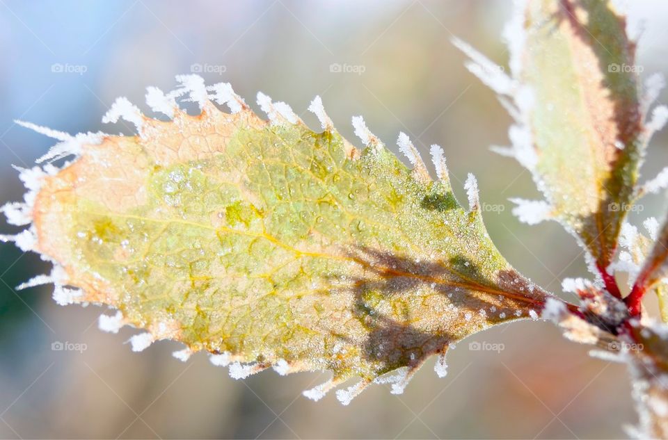 Close-up of frozen leaf