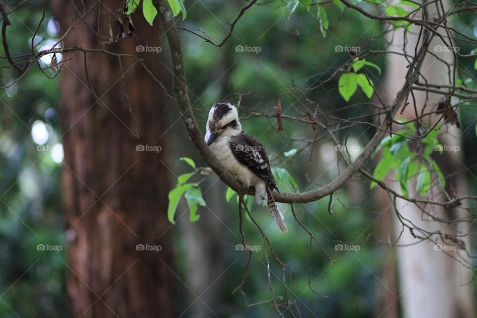 Kookaburra on the branch 