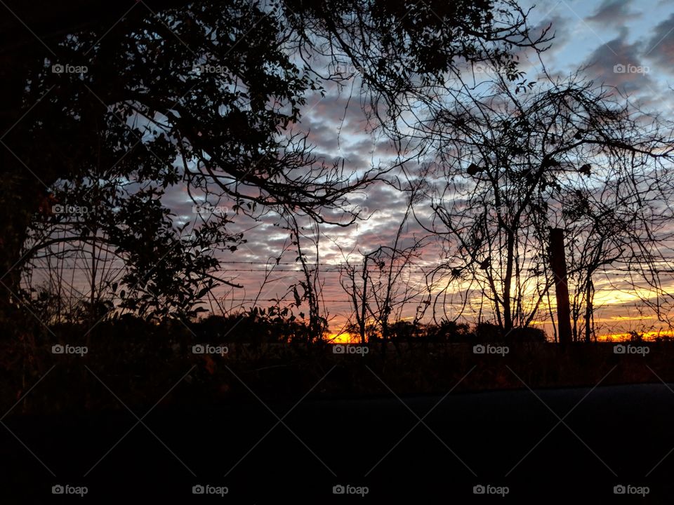 sunrise through the trees