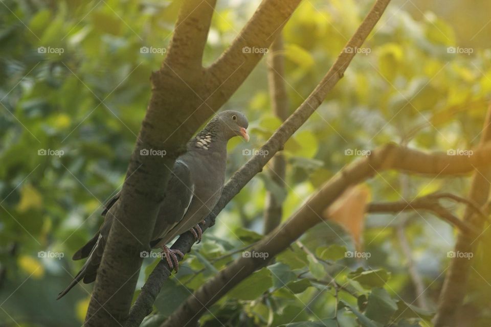 Doves in early autumn