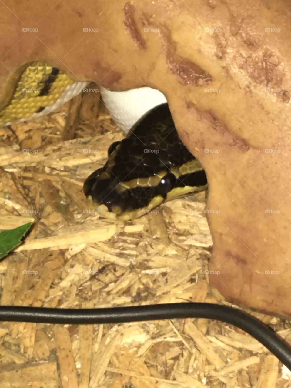 Ball python poking its head out