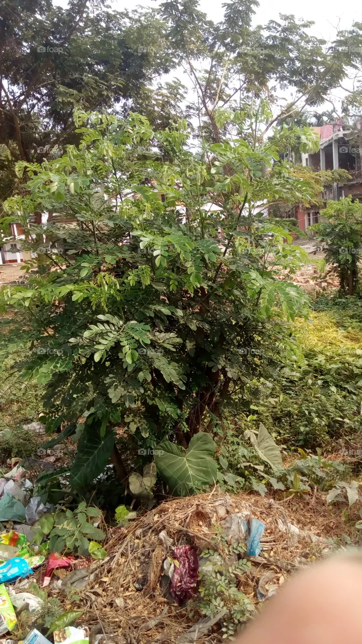 plant