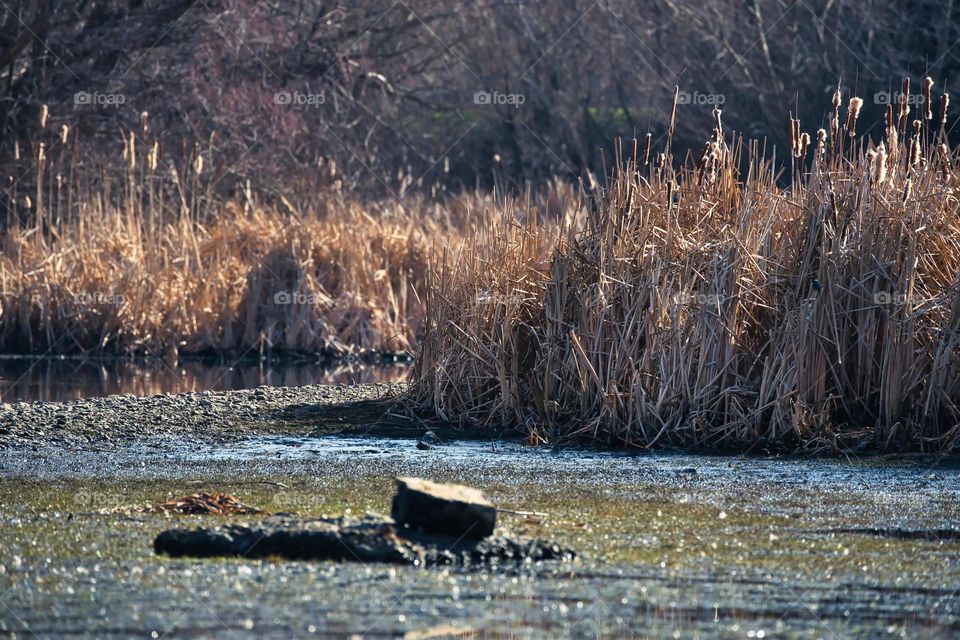 Cattail