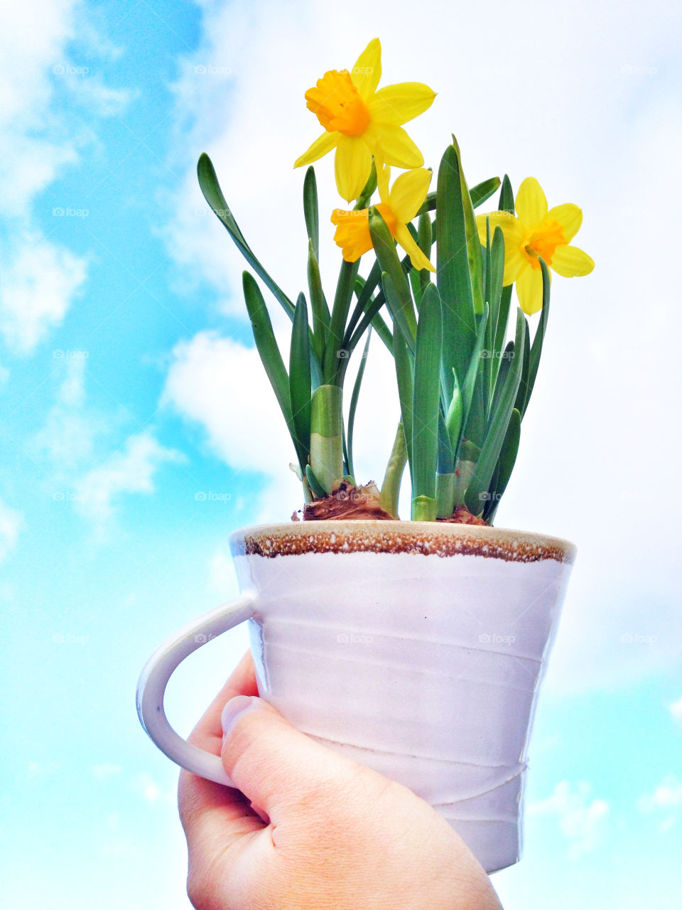 easter lilies and spring sky