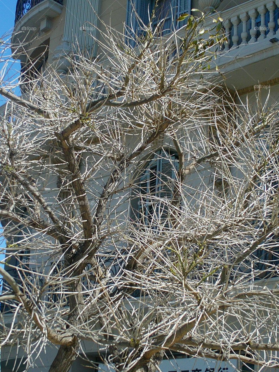 Leaves growing on tree in spring