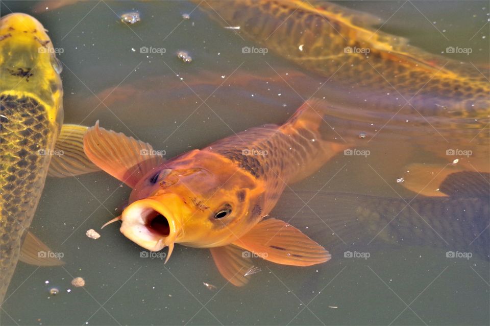 Orange koi fish 