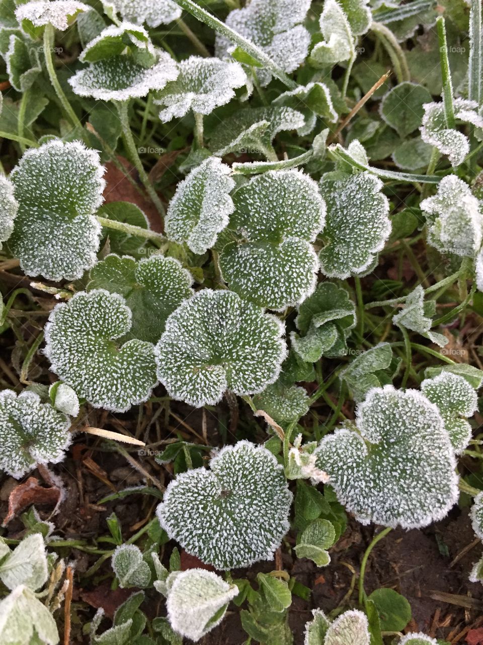 An early Frost! 