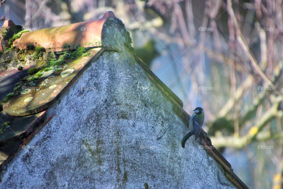 A little titmouse hangs on a hut and tries to eat moss