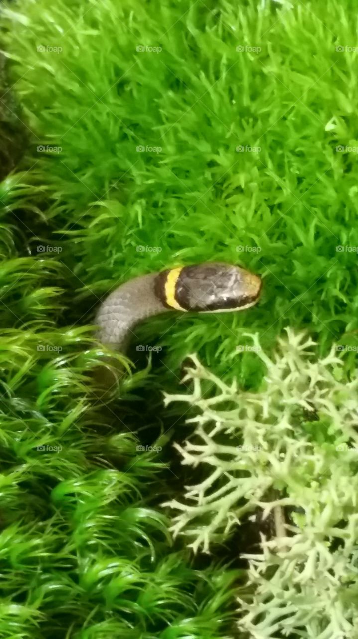 wuld ringneck snake