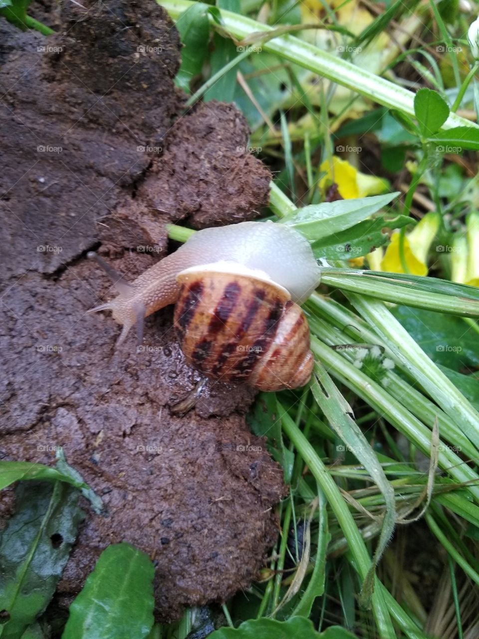 Snail