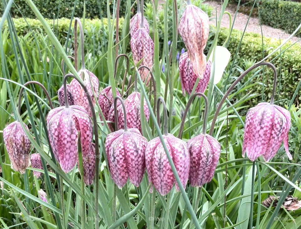 Snake's head flower fritillaria meleagris