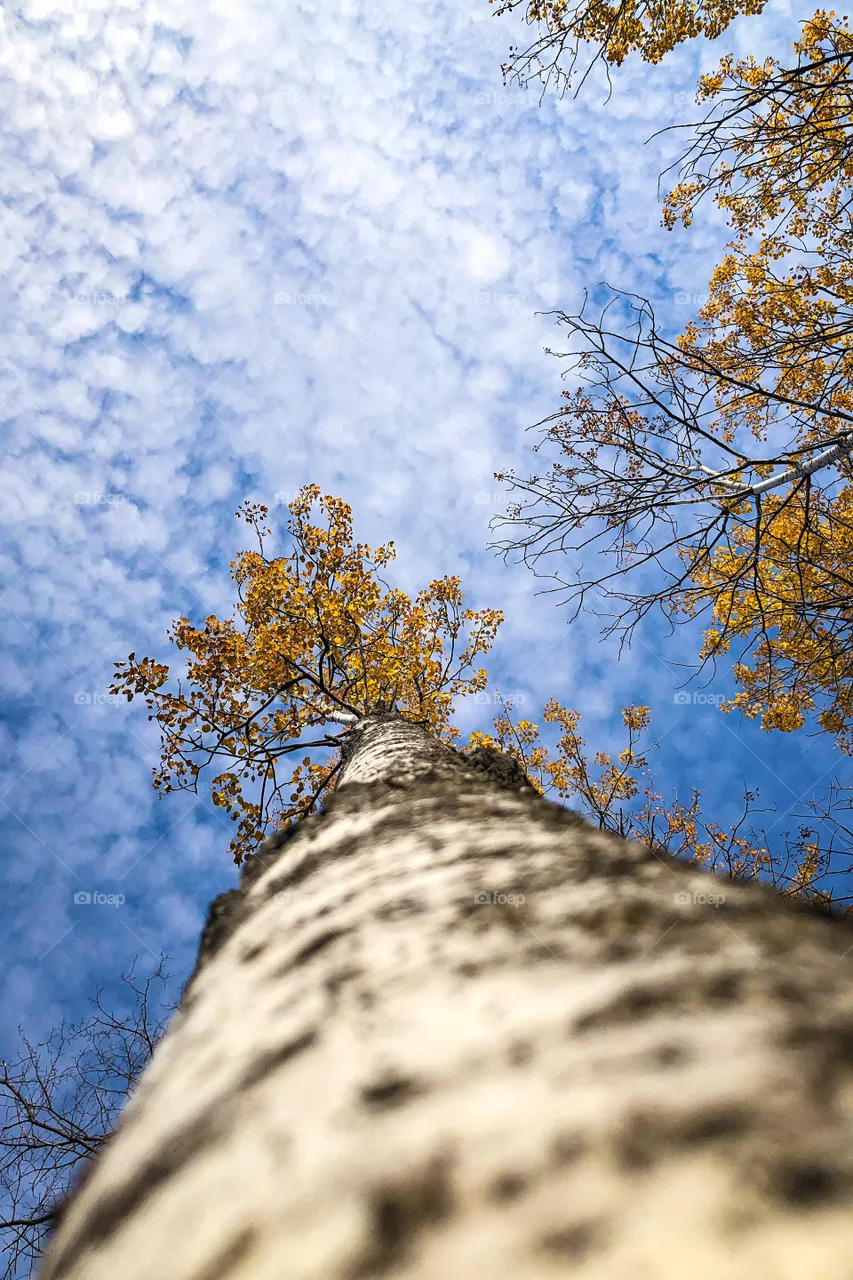 Aspen