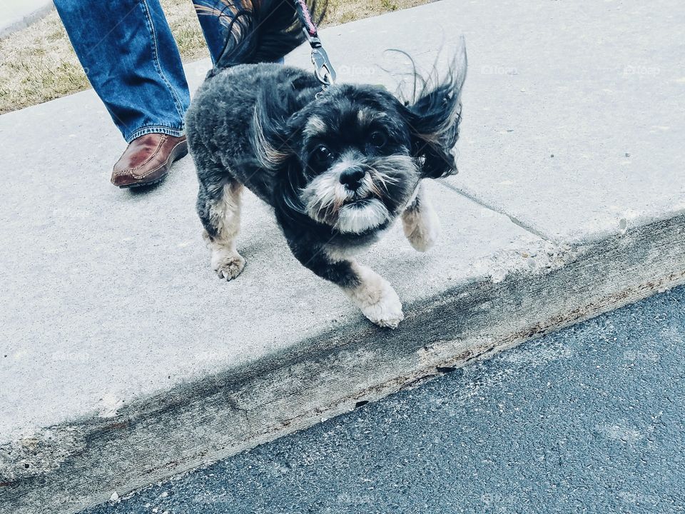 Happy Dog