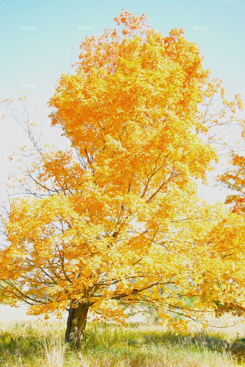 Beautiful orange tree in the fall sun