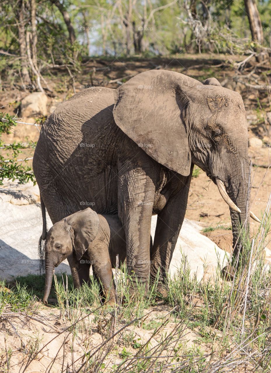 Mother and her new calf protecting at the waterhole